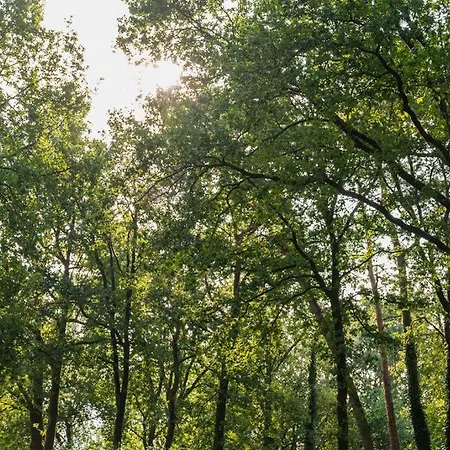 Alpesi faház Forest Finest, Luxe Met Hot Tub Mooie Overkapping En Prachtige Tuin Met Veel Privacy Hoenderloo