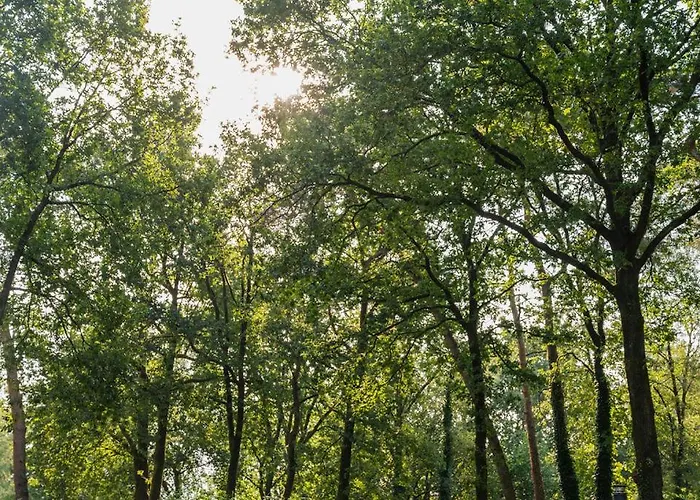Alpesi faház Forest Finest, Luxe Met Hot Tub Mooie Overkapping En Prachtige Tuin Met Veel Privacy Hoenderloo
